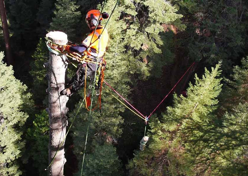 Elevation Canada 150 Rainbow Gum 11.5MM Arborist Rope//Tree Climbing Rope with 1 Hand Spliced Eye